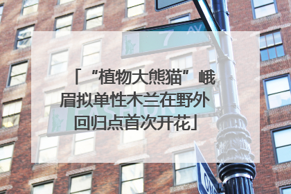 “植物大熊猫”峨眉拟单性木兰在野外回归点首次开花