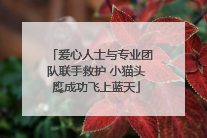 爱心人士与专业团队联手救护 小猫头鹰成功飞上蓝天