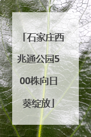 石家庄西兆通公园500株向日葵绽放