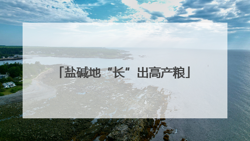 盐碱地“长”出高产粮