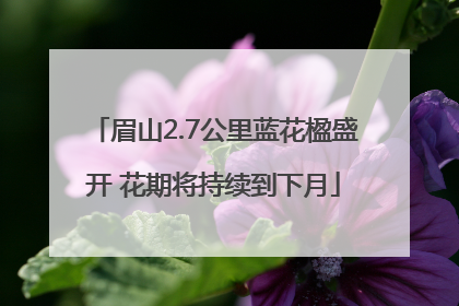 眉山2.7公里蓝花楹盛开 花期将持续到下月