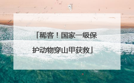 稀客！国家一级保护动物穿山甲获救