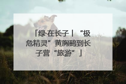 绿·在长子丨“极危精灵”黄胸鹀到长子营“旅游”