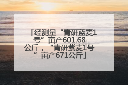 经测量“青研蓝麦1号”亩产601.68公斤，“青研紫麦1号”亩产671公斤