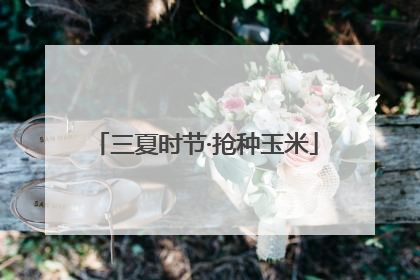 三夏时节·抢种玉米
