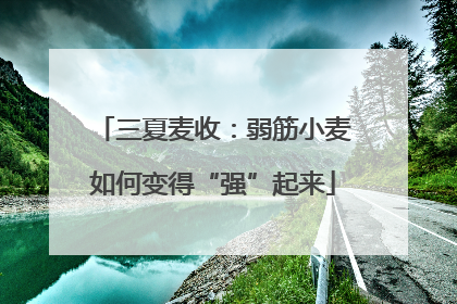 三夏麦收：弱筋小麦如何变得“强”起来