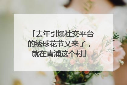 去年引爆社交平台的绣球花节又来了，就在青浦这个村