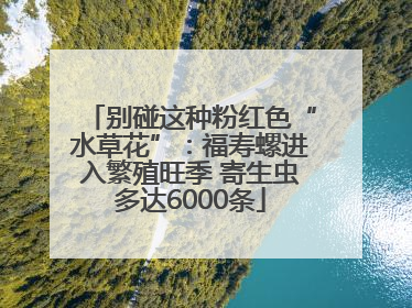 别碰这种粉红色“水草花”：福寿螺进入繁殖旺季 寄生虫多达6000条