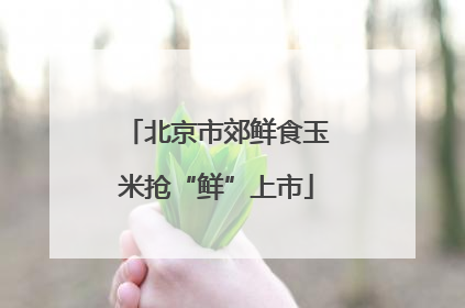北京市郊鲜食玉米抢“鲜”上市