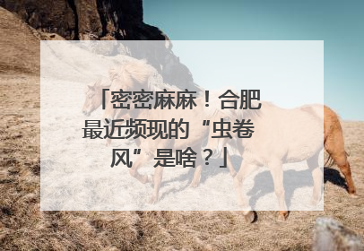 密密麻麻！合肥最近频现的“虫卷风”是啥？