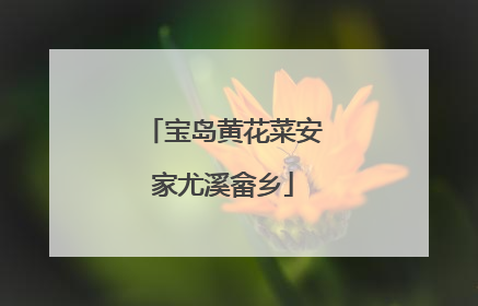 宝岛黄花菜安家尤溪畲乡