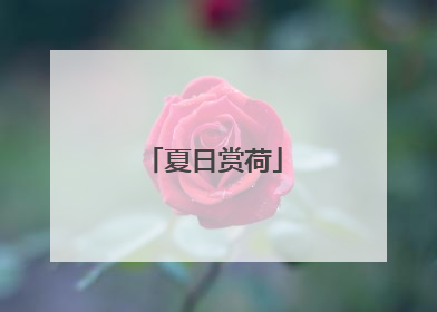 夏日赏荷