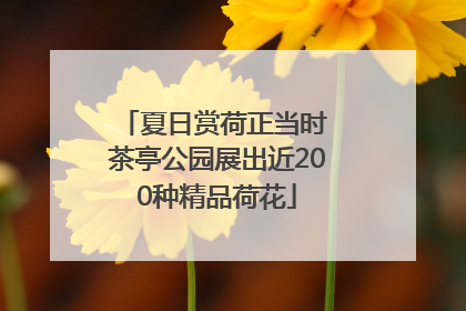 夏日赏荷正当时 茶亭公园展出近200种精品荷花