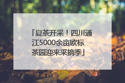 夏茶开采！四川通江5000余亩欧标茶园迎来采摘季