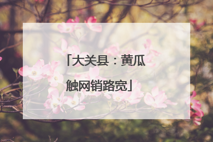 大关县：黄瓜触网销路宽
