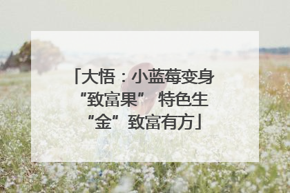 大悟：小蓝莓变身“致富果” 特色生“金”致富有方