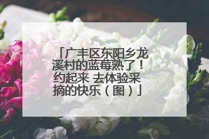 广丰区东阳乡龙溪村的蓝莓熟了！约起来 去体验采摘的快乐（图）