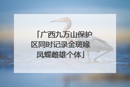 广西九万山保护区同时记录金斑喙凤蝶雌雄个体
