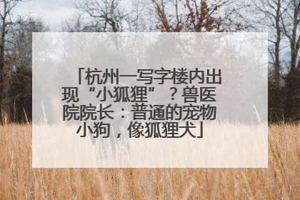 杭州一写字楼内出现“小狐狸”？兽医院院长：普通的宠物小狗，像狐狸犬