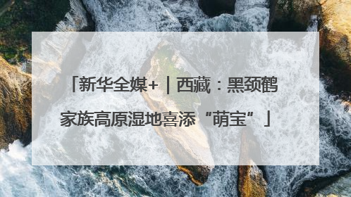新华全媒+｜西藏：黑颈鹤家族高原湿地喜添“萌宝”
