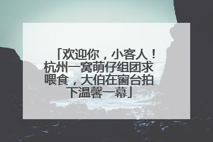 欢迎你，小客人！杭州一窝萌仔组团求喂食，大伯在窗台拍下温馨一幕