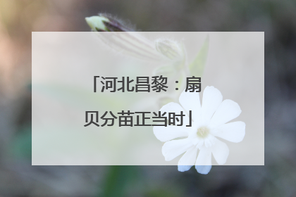 河北昌黎：扇贝分苗正当时