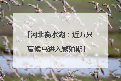 河北衡水湖：近万只夏候鸟进入繁殖期