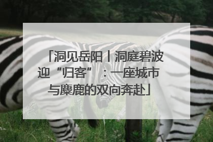 洞见岳阳丨洞庭碧波迎“归客”：一座城市与麋鹿的双向奔赴