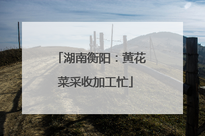 湖南衡阳：黄花菜采收加工忙