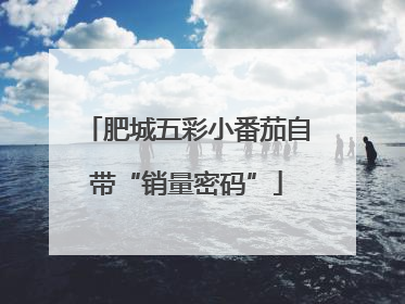 肥城五彩小番茄自带“销量密码”