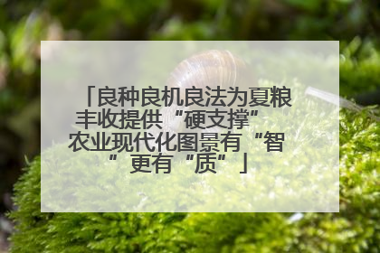 良种良机良法为夏粮丰收提供“硬支撑” 农业现代化图景有“智”更有“质”