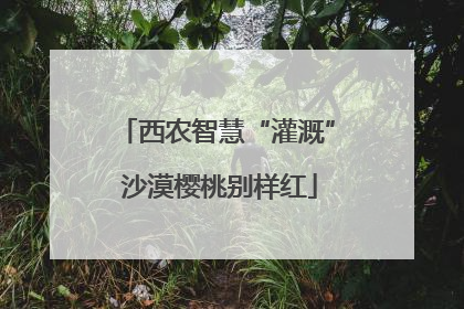 西农智慧“灌溉” 沙漠樱桃别样红