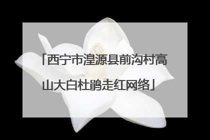 西宁市湟源县前沟村高山大白杜鹃走红网络