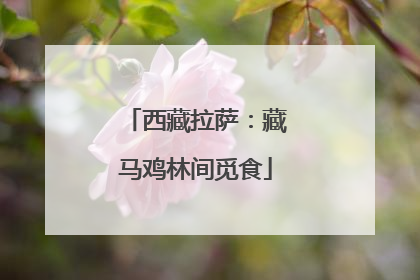 西藏拉萨：藏马鸡林间觅食