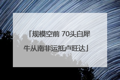 规模空前 70头白犀牛从南非运抵卢旺达