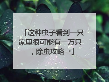 这种虫子看到一只家里很可能有一万只，除虫攻略→