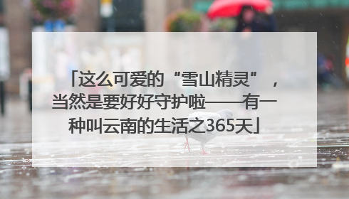 这么可爱的“雪山精灵”，当然是要好好守护啦——有一种叫云南的生活之365天