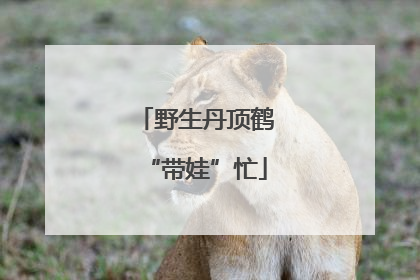 野生丹顶鹤“带娃”忙