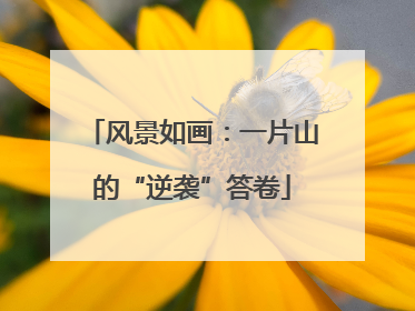 风景如画：一片山的“逆袭”答卷