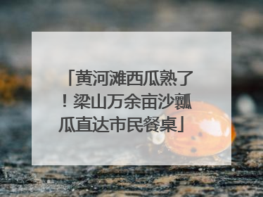 黄河滩西瓜熟了！梁山万余亩沙瓤瓜直达市民餐桌