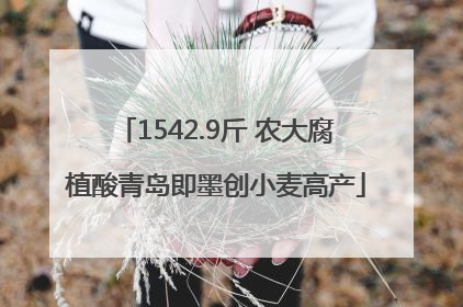1542.9斤 农大腐植酸青岛即墨创小麦高产